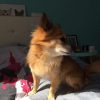 Images de profil de Shanel - Blooming Pets - Petsitting et garde d'animaux à domicile