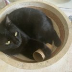 Bagueera   Chat de gouttière (Commun) Femelle - Garde d'animaux à domicile