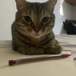 Yoga   Chat de gouttière (Commun) Femelle - Garde d'animaux à domicile