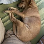 Ada   Affenpinscher Femelle - Garde d'animaux à domicile