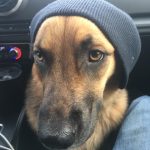 Spi   Croisé Femelle stérilisée - Garde d'animaux à domicile