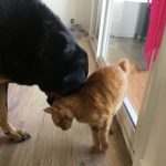 Dobby   Croisé Mâle stérilisé - Garde d'animaux à domicile