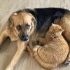 Images de profil de Florence - Blooming Pets - Petsitting et garde d'animaux à domicile