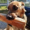 Images de profil de Florence - Blooming Pets - Petsitting et garde d'animaux à domicile