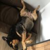 Images de profil de Florence - Blooming Pets - Petsitting et garde d'animaux à domicile