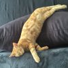 Images de profil de Florence - Blooming Pets - Petsitting et garde d'animaux à domicile