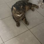 Cannel   Chat de gouttière (Commun) Mâle stérilisé - Garde d'animaux à domicile