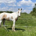 Lucky   Paint-horse Hongre - Garde d'animaux à domicile