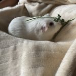Neige   Rex Mâle - Garde d'animaux à domicile