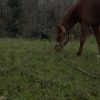 Images de profil de Shana - Blooming Pets - Petsitting et garde d'animaux à domicile
