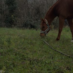 Images de profil de Shana - Blooming Pets - Petsitting et garde d'animaux à domicile