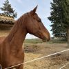 Images de profil de Shana - Blooming Pets - Petsitting et garde d'animaux à domicile