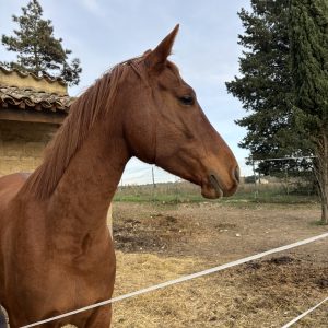 Images de profil de Shana - Blooming Pets - Petsitting et garde d'animaux à domicile