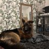 Images de profil de Shana - Blooming Pets - Petsitting et garde d'animaux à domicile