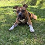 Venom   American Staffordshire Terrier Mâle - Garde d'animaux à domicile