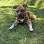 Venom Venom American Staffordshire Terrier MĂąle - Garde d'animaux Ă domicile