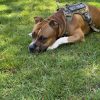 Images de profil de Chloe - Blooming Pets - Petsitting et garde d'animaux à domicile