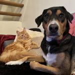 Pixy   Croisé Femelle - Garde d'animaux à domicile