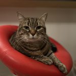 Pearl   European Shorthair (Européen) Femelle - Garde d'animaux à domicile