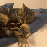 Anatole   European Shorthair (Européen) Mâle stérilisé - Garde d'animaux à domicile
