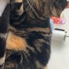 Images de profil de juliette - Blooming Pets - Petsitting et garde d'animaux à domicile