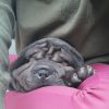Images de profil de juliette - Blooming Pets - Petsitting et garde d'animaux à domicile