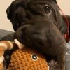 Images de profil de juliette - Blooming Pets - Petsitting et garde d'animaux à domicile
