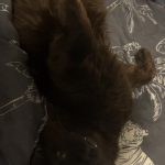 Loulou   Chat de gouttière (Commun) Mâle stérilisé - Garde d'animaux à domicile