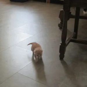 Images de profil de Catherine - Blooming Pets - Petsitting et garde d'animaux à domicile
