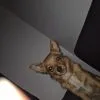 Images de profil de Maeva - Blooming Pets - Petsitting et garde d'animaux Ă domicile