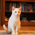 Boo   Chat de gouttière (Commun) Mâle - Garde d'animaux à domicile