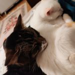 Chaton   Chat de gouttière (Commun) Mâle - Garde d'animaux à domicile