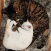 Images de profil de Maelys - Blooming Pets - Petsitting et garde d'animaux à domicile