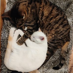 Images de profil de Maelys - Blooming Pets - Petsitting et garde d'animaux à domicile