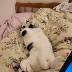 Mimi   European Shorthair (Européen) Hongre - Garde d'animaux à domicile
