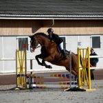 Ultra   Selle Français Hongre - Garde d'animaux à domicile