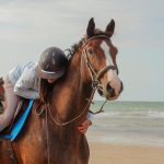 Issandro   Selle Français Hongre - Garde d'animaux à domicile