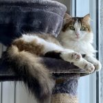 Wookie   Sibérien Mâle stérilisé - Garde d'animaux à domicile