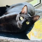 Watson   European Shorthair (Européen) Mâle stérilisé - Garde d'animaux à domicile