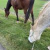 Images de profil de Virginie - Blooming Pets - Petsitting et garde d'animaux à domicile