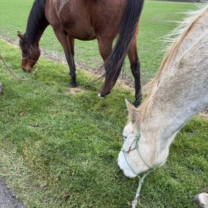 Images de profil de Virginie - Blooming Pets - Petsitting et garde d'animaux à domicile