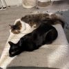 Images de profil de Virginie - Blooming Pets - Petsitting et garde d'animaux à domicile