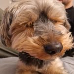 Pitou   Yorkshire Terrier Mâle - Garde d'animaux à domicile