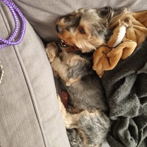 Images de profil de Marie - Blooming Pets - Petsitting et garde d'animaux Ă domicile