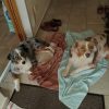 Images de profil de Anne - Blooming Pets - Petsitting et garde d'animaux à domicile