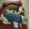 Images de profil de Anne - Blooming Pets - Petsitting et garde d'animaux à domicile