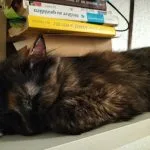 Punky   Angora Turc Femelle - Garde d'animaux à domicile