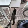 Images de profil de Elodie - Blooming Pets - Petsitting et garde d'animaux à domicile