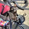Images de profil de Elodie - Blooming Pets - Petsitting et garde d'animaux à domicile