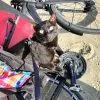 Images de profil de Elodie - Blooming Pets - Petsitting et garde d'animaux à domicile